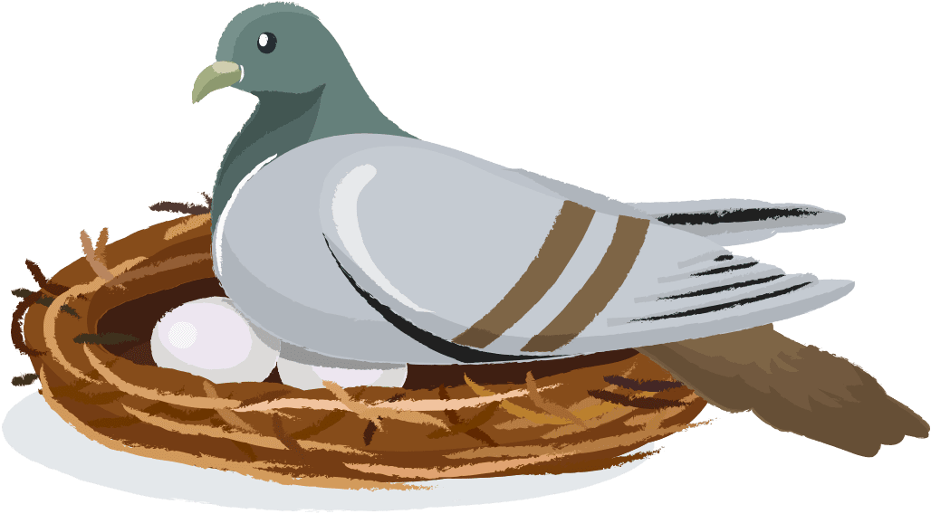 404-pigeon
